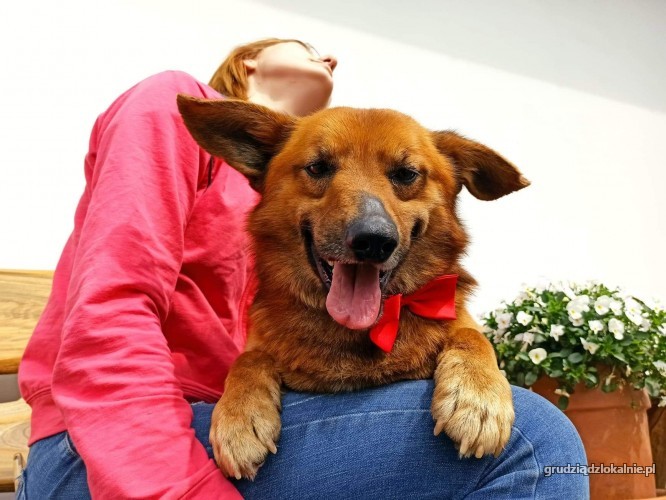 uszko-cudny-niesamowicie-przyjazny-psiak-36290-grudziadz.jpg