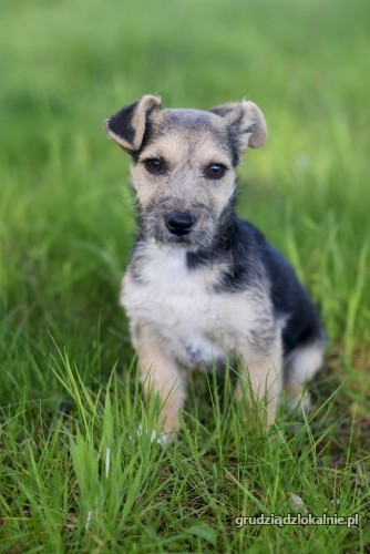 fibi-i-fiks-3-miesieczne-szczeniaki-w-typie-terrierka-36314-grudziadz-foto.jpg