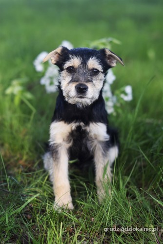 fibi-i-fiks-3-miesieczne-szczeniaki-w-typie-terrierka-36314-grudziadz-na-sprzedaz.jpg