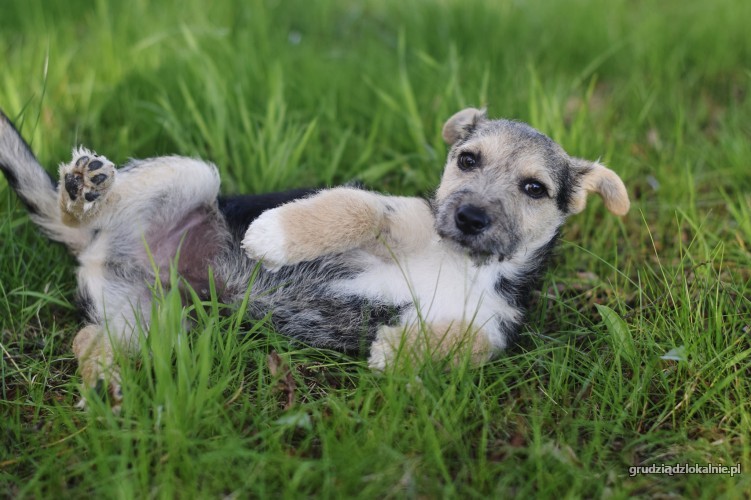 fibi-i-fiks-3-miesieczne-szczeniaki-w-typie-terrierka-36314-grudziadz.jpg