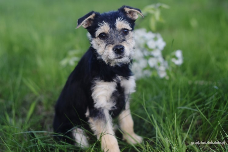 fibi-i-fiks-3-miesieczne-szczeniaki-w-typie-terrierka-36314-zdjecia.jpg