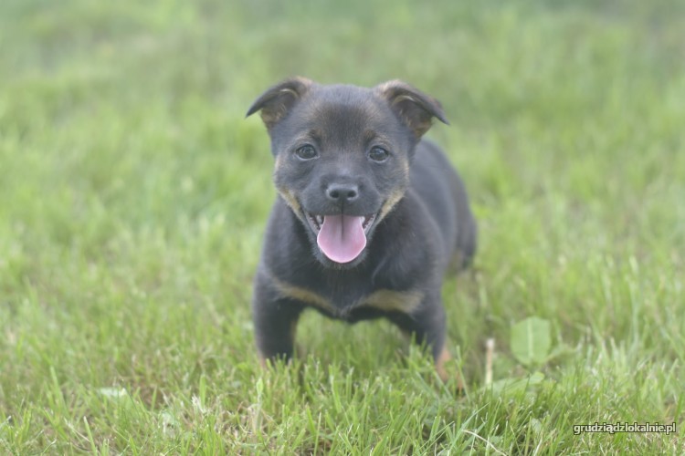 10-tygodniowe-maluchy-szukaja-odpowiedzialnych-domow-36394-psy.jpg