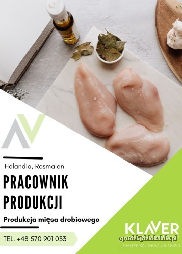 Produkcji i pakowaniu mięsa drobiowego praca w Holandii