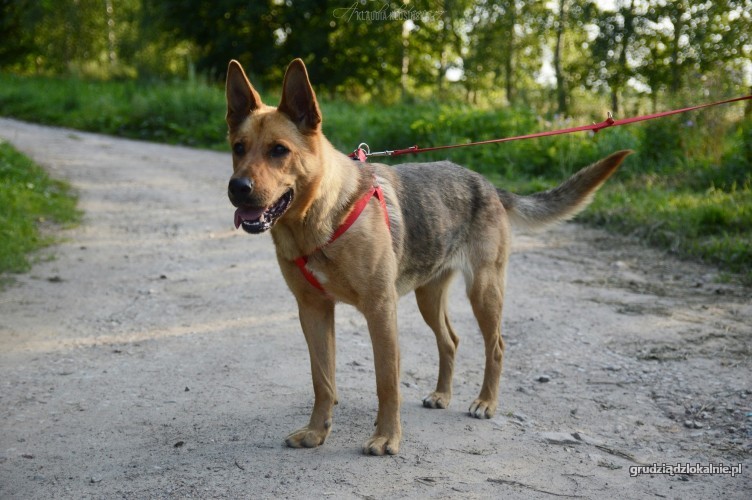 dakota-mloda-pojetna-i-przyjazna-sunia-owczarek-adopcja-36693-grudziadz.jpg