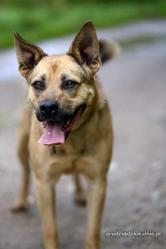 mlody-niesamowicie-wesoly-ares-kochane-psisko-szuka-domu-37435-sprzedam.jpg