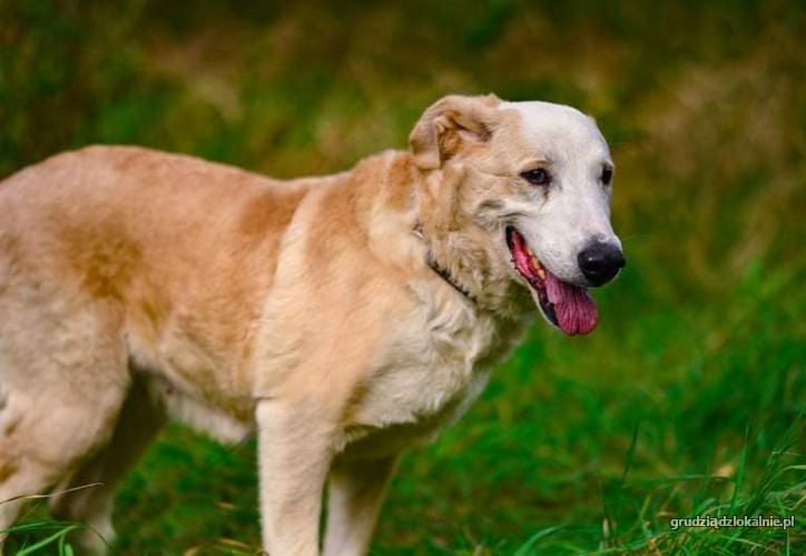 saba-lagodna-spragniona-kontaktu-z-czlowiekiem-37437-psy.jpg
