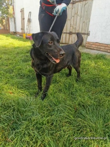 wasyl-rodzinny-labek-mix-szuka-kochajacego-domu-37438-grudziadz.jpg