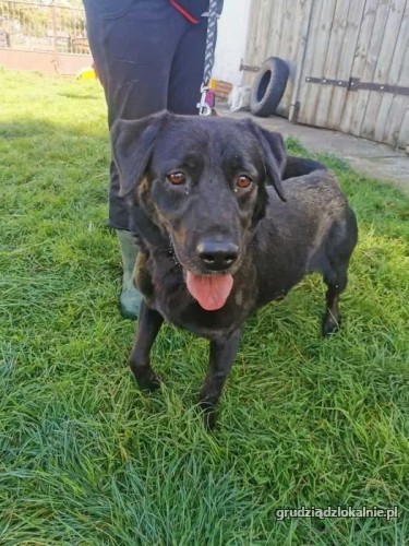 wasyl-rodzinny-labek-mix-szuka-kochajacego-domu-37438-psy.jpg