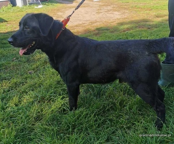 wasyl-rodzinny-labek-mix-szuka-kochajacego-domu-37438-sprzedam.jpg