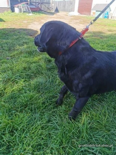 wasyl-rodzinny-labek-mix-szuka-kochajacego-domu-37438-zdjecia.jpg