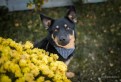 Porto - piękny pies KELPIE/ON mix do adopcji