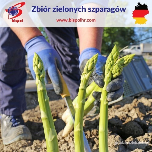 Zbiór zielonych szparagów - Niemcy