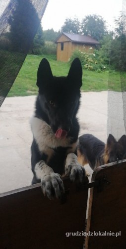 karol-piekny-mlody-i-przyjazny-karelczyk-do-adopcji-38762-grudziadz.jpg
