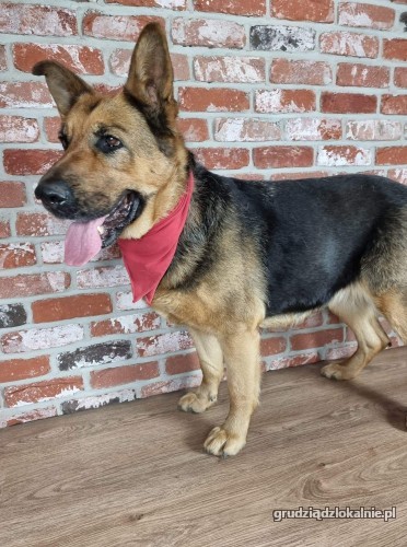 delicja-rodzinna-suka-owczarka-niemieckiego-adopcja-39488-grudziadz.jpg