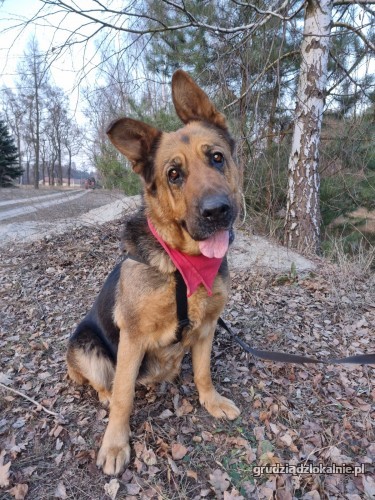 delicja-rodzinna-suka-owczarka-niemieckiego-adopcja-39488-sprzedam.jpg