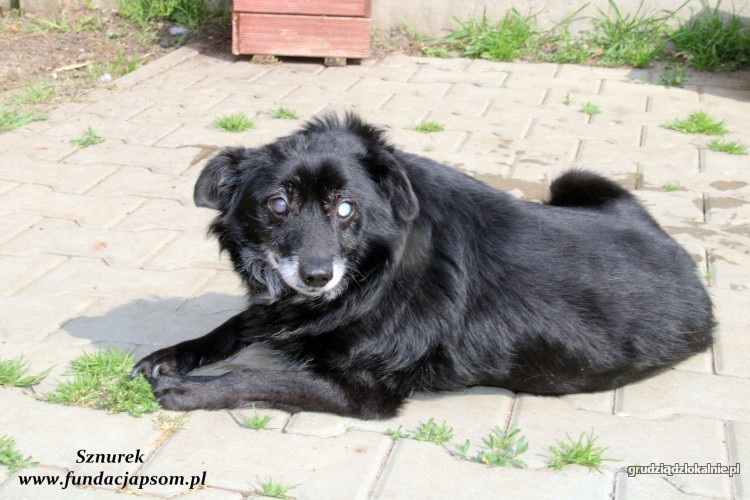 sznurek-poczciwy-kochany-psi-senior-szuka-domu-na-jesien-zycia-39562-grudziadz.jpg