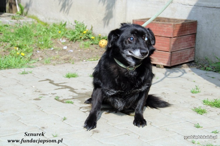 sznurek-poczciwy-kochany-psi-senior-szuka-domu-na-jesien-zycia-39562-psy.jpg