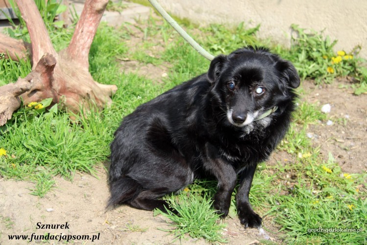 sznurek-poczciwy-kochany-psi-senior-szuka-domu-na-jesien-zycia-39562-sprzedam.jpg