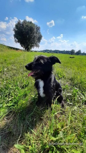 claid-szczeniak-w-typie-terriera-wesoly-psiak-do-adopcji-39729-grudziadz.jpg