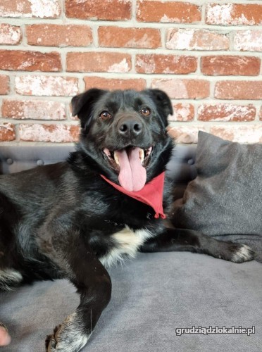 rodzinny-adas-pozytywny-kochany-psiak-do-adopcji-39960-psy.jpg