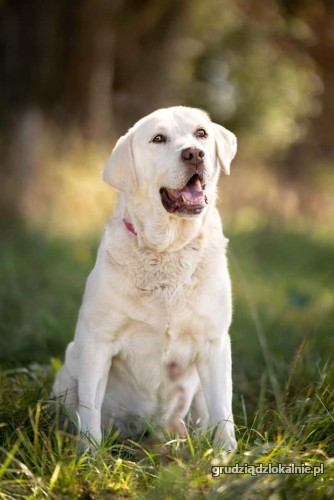 fantastyczny-biszkoptowy-labek-szuka-kochajacego-domu-40098-grudziadz.jpg