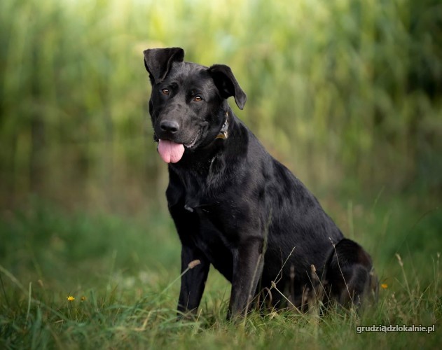 czarna-mloda-przyjazna-suczka-do-pokochania-41189-sprzedam.jpg