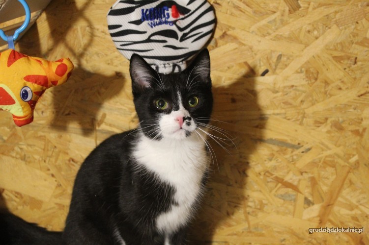 plamka-odwazna-przyjazna-mlodziutka-koteczka-41565-grudziadz.jpg