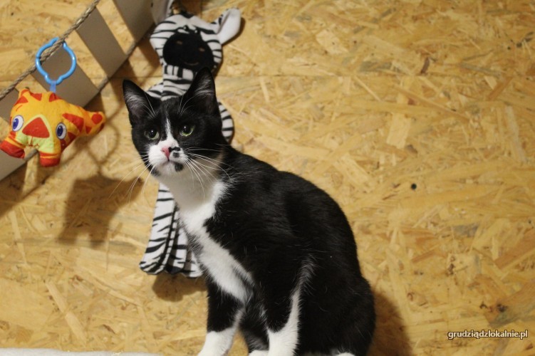 plamka-odwazna-przyjazna-mlodziutka-koteczka-41565-koty.jpg