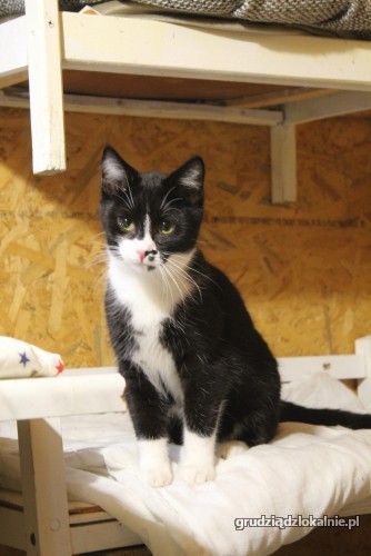 plamka-odwazna-przyjazna-mlodziutka-koteczka-41565-sprzedam.jpg