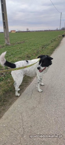 pepper-nakrapiany-wesolek-aktywny-psiak-szuka-kochajacej-opiekunki-42023-grudziadz-foto.jpg