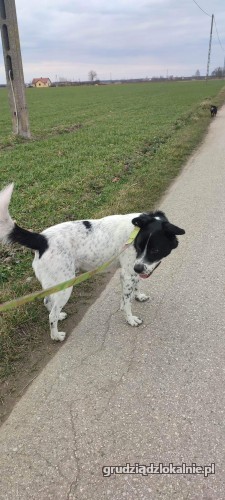 pepper-nakrapiany-wesolek-aktywny-psiak-szuka-kochajacej-opiekunki-42023-grudziadz-na-sprzedaz.jpg