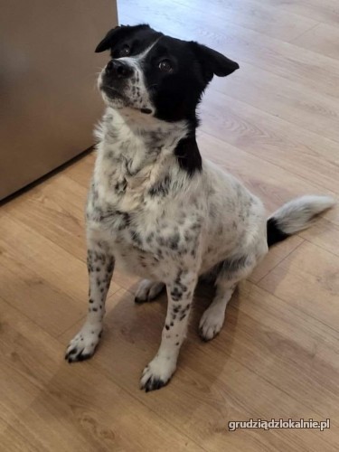 pepper-nakrapiany-wesolek-aktywny-psiak-szuka-kochajacej-opiekunki-42023-grudziadz.jpg