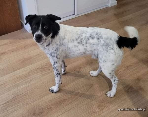 pepper-nakrapiany-wesolek-aktywny-psiak-szuka-kochajacej-opiekunki-42023-psy.jpg