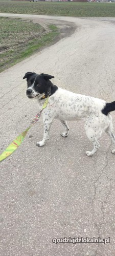 pepper-nakrapiany-wesolek-aktywny-psiak-szuka-kochajacej-opiekunki-42023-sprzedam.jpg