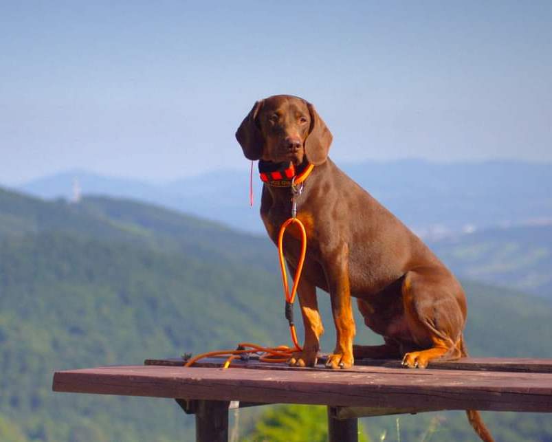 Reproduktor rasy GOŃCZY POLSKI polujący, czekoladowy, zaprasza suczki
